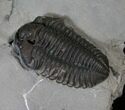 Inflated Calymene Niagarensis Trilobite - New York #14037-1